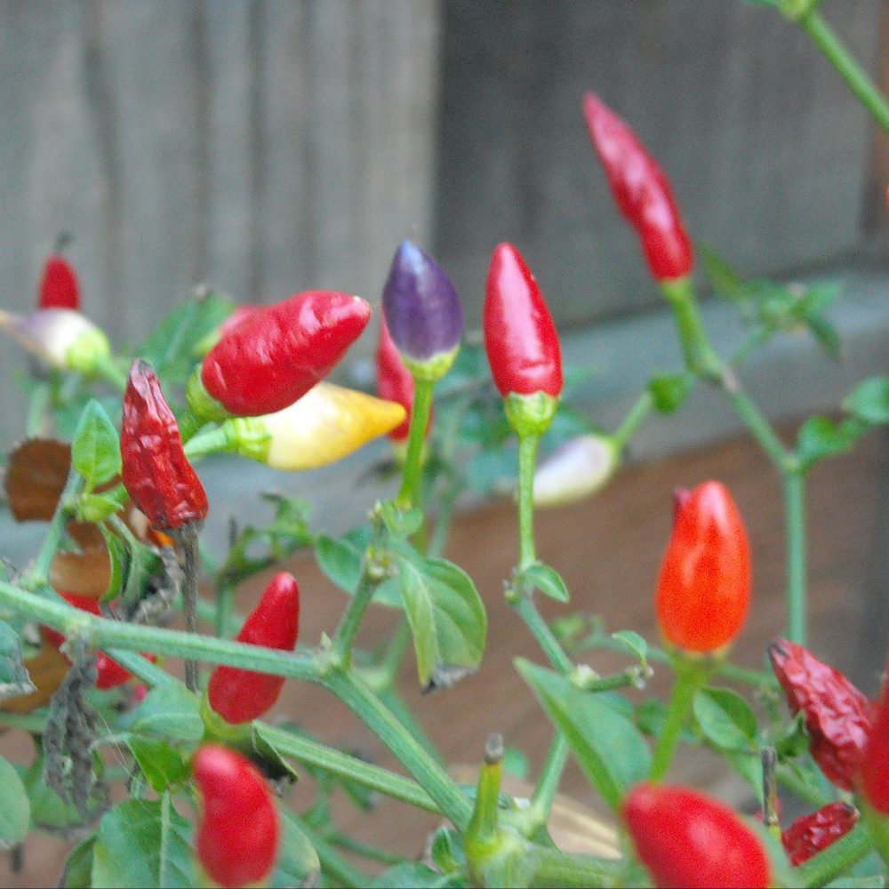 Meet your Posher, Jenny